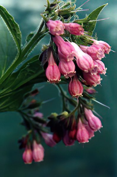Symphytum 'Langthorne's Pink' en fleurs dans un jardin de sous-bois